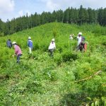 ビフォー。下刈りは横一列に並んで、ふもとから一斉に草を刈りながら頂上を目指し登っていきます