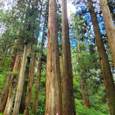 ぜひ写真クリックしてください！大美輪の杉は樹齢300年以上で、しかも群生して残っています。ひとえに町民に愛され、歴代の林業従事者の方が大事に大事に繋いできた賜物で日本の財産です。